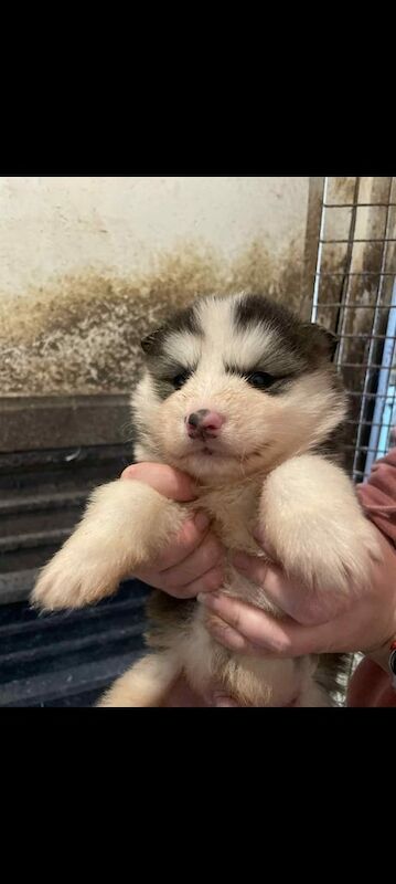 German Shepherd puppies for sale in Kinross, Perth and Kinross – 5 weeks old - Image 2 of 3