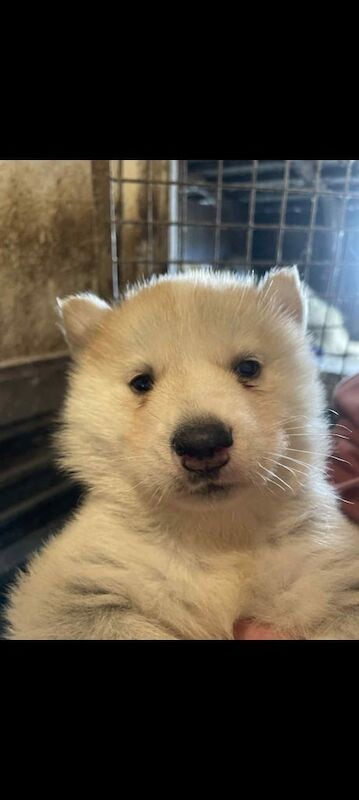 German Shepherd puppies for sale in Kinross, Perth and Kinross – 5 weeks old - Image 3 of 3