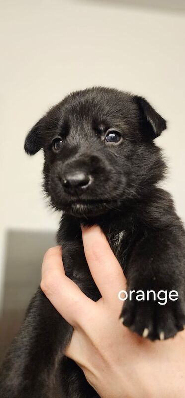 German Shepherd puppies for sale in Dingwall, Highland – 1 year old - Image 2 of 3