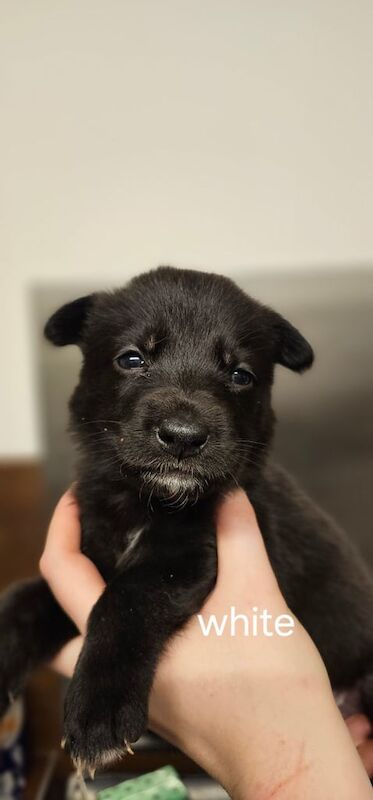 German Shepherd puppies for sale in Dingwall, Highland – 1 year old - Image 3 of 3