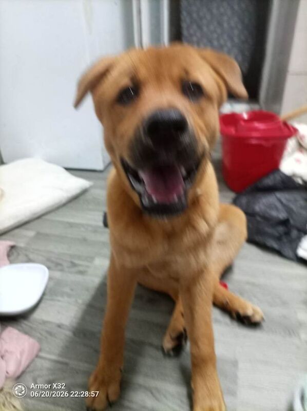 German Shepherd X (jindo)6 month old puppy - Image 2 of 4