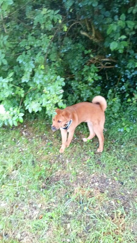 German Shepherd X (jindo)6 month old puppy - Image 4 of 4