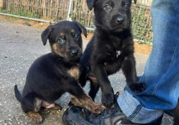 German shepherd x Lab puppies for sale in Boston, Lincolnshire - Image 1