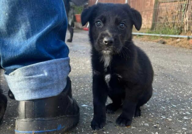 German shepherd x Lab puppies for sale in Boston, Lincolnshire - Image 2