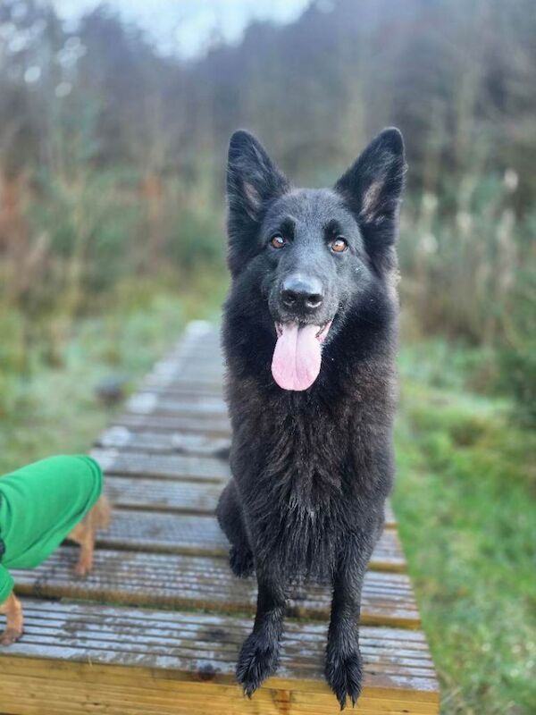 Black German Shepherd Puppies For Sale
