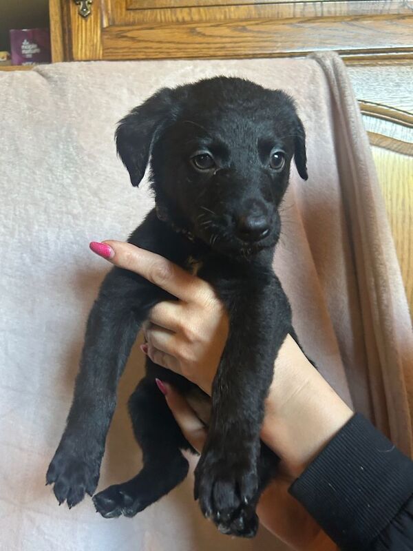 German Shepherd x Labrador puppies for sale