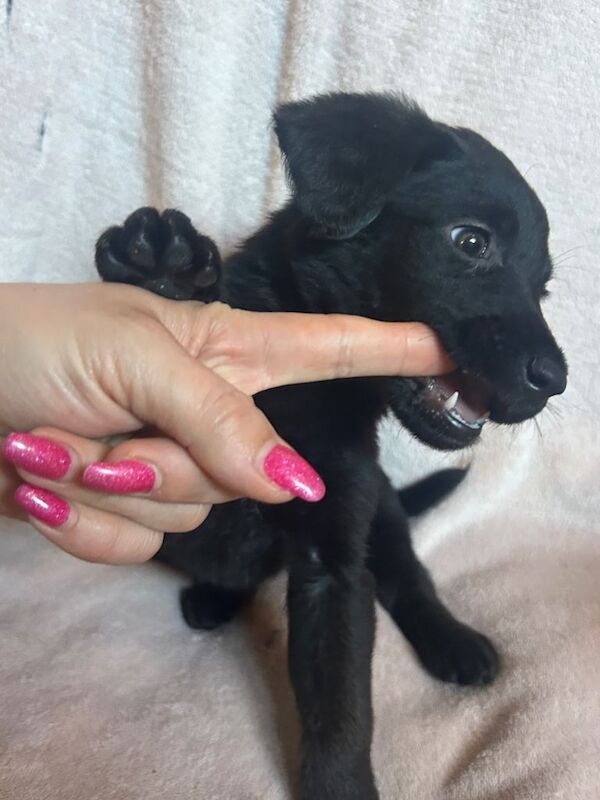 German Shepherd x Labrador puppies for sale - Image 2 of 3