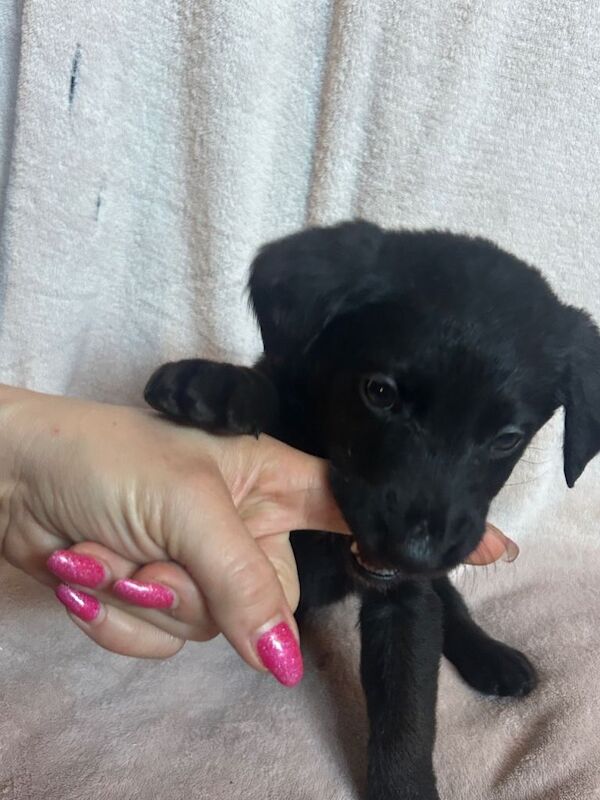 German Shepherd x Labrador puppies for sale - Image 3 of 3