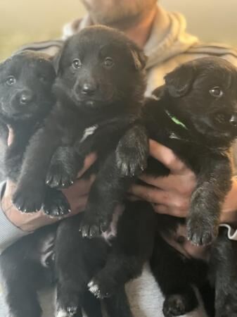 German shepherd x labs puppies for sale in Oxford, Oxfordshire - Image 1
