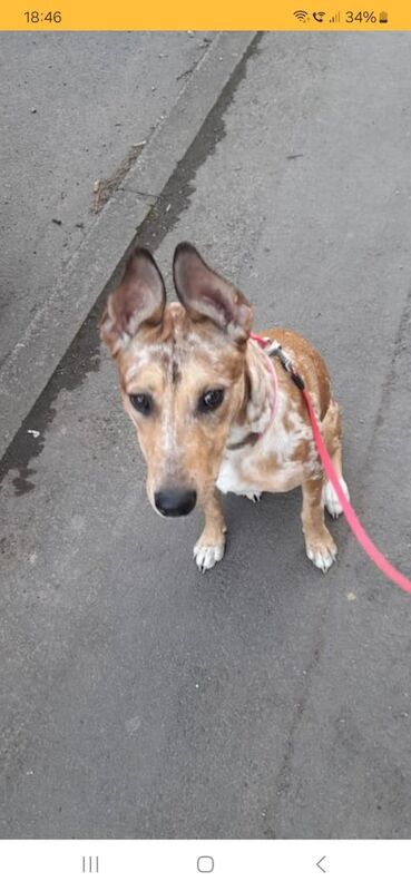 German Shepherd x lurcher x American bull dog for sale in Bradford, West Yorkshire - Image 2