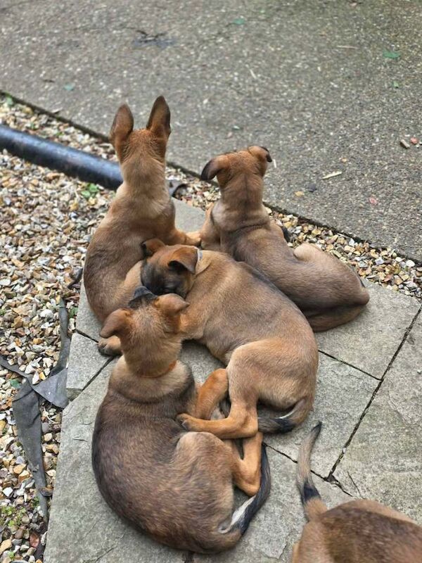 German shepherd x puppies - Image 2 of 6