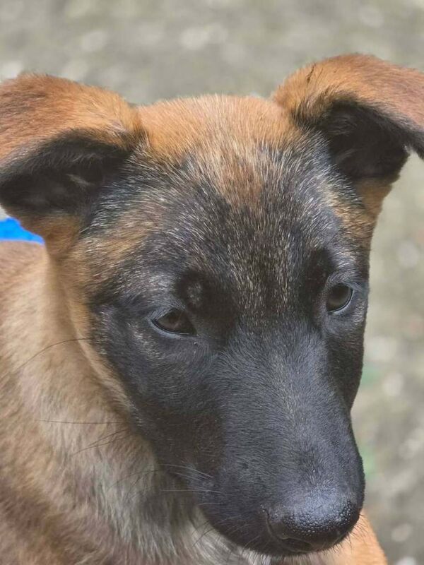German shepherd x puppies - Image 3 of 6