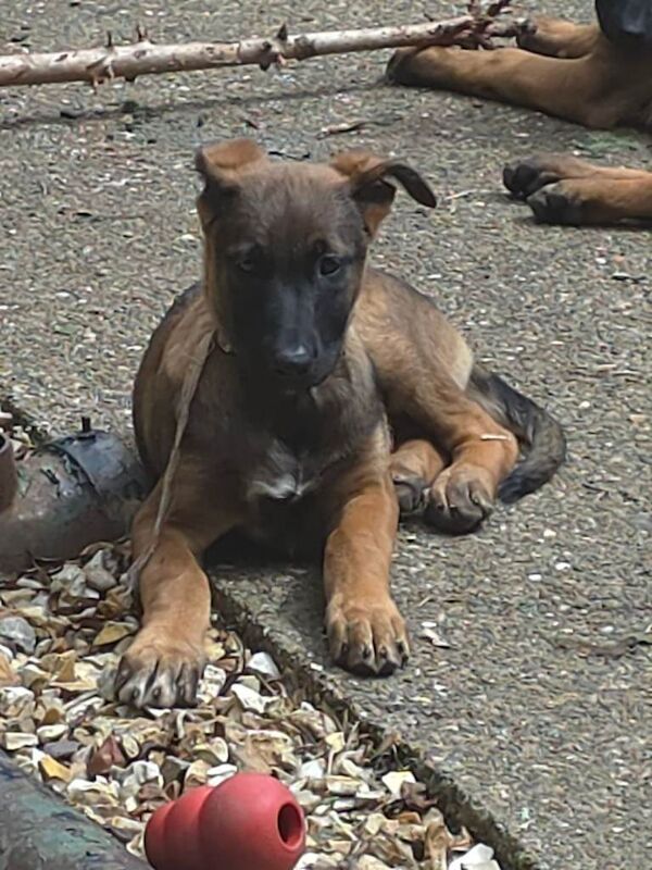 German shepherd x puppies - Image 4 of 6
