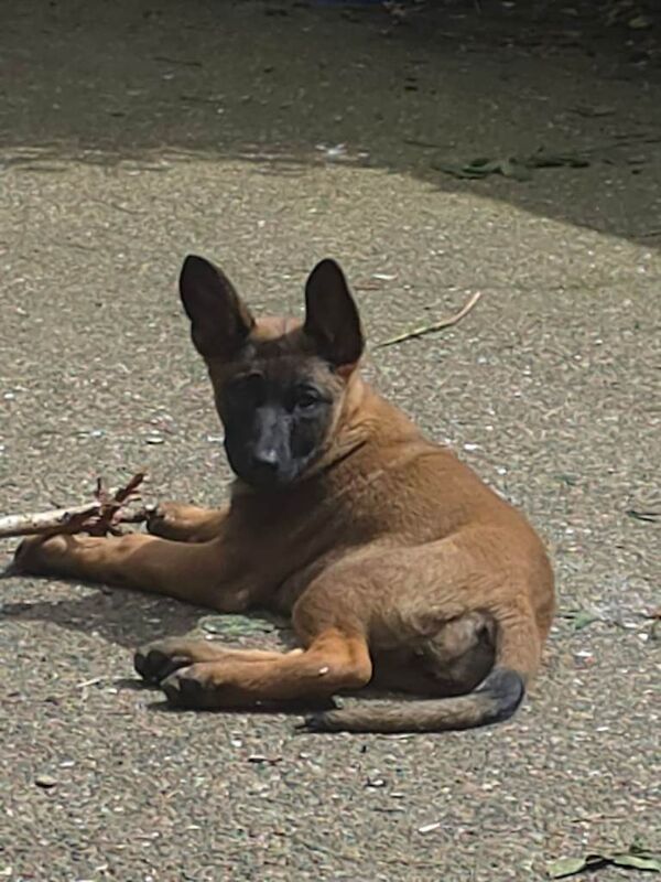 German shepherd x puppies - Image 5 of 6