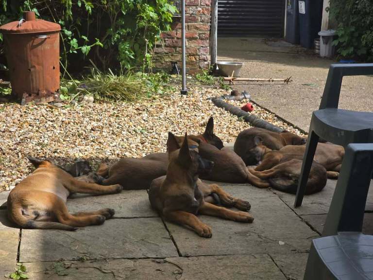 German shepherd x puppies - Image 6 of 6