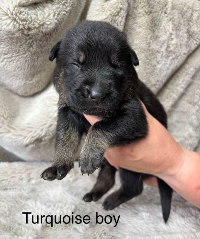 German Shepherd Puppies For Sale Under £1,000