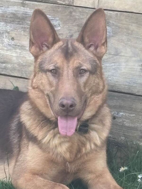 German Shepherd X Puppies for Sale - Image 3 of 4