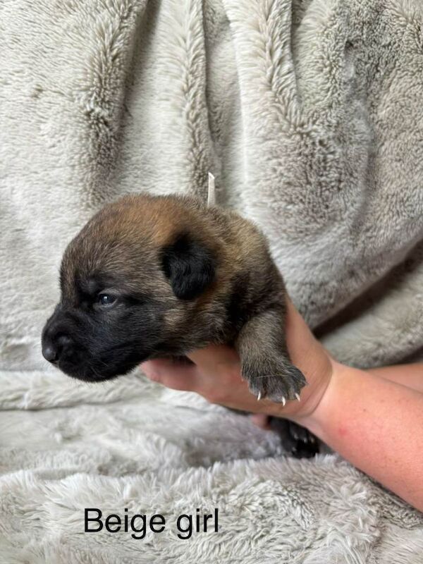 German Shepherd X Puppies for Sale - Image 4 of 4