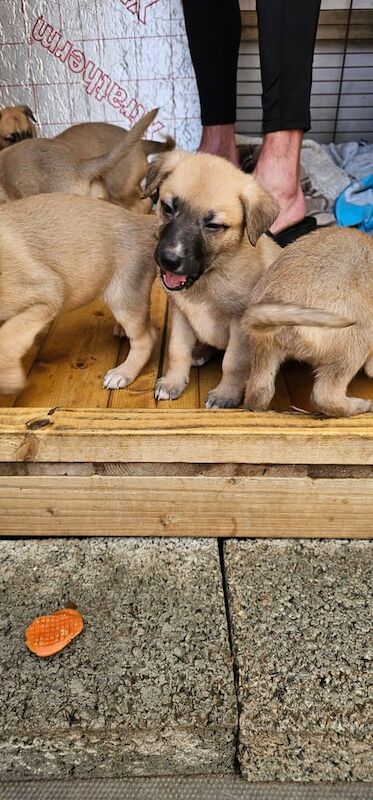 German Shepherd puppies for sale in Newcastle upon Tyne, Tyne and Wear – 1 year old - Image 2 of 3