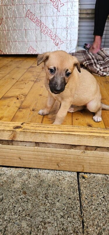 German Shepherd puppies for sale in Newcastle upon Tyne, Tyne and Wear – 1 year old - Image 3 of 3