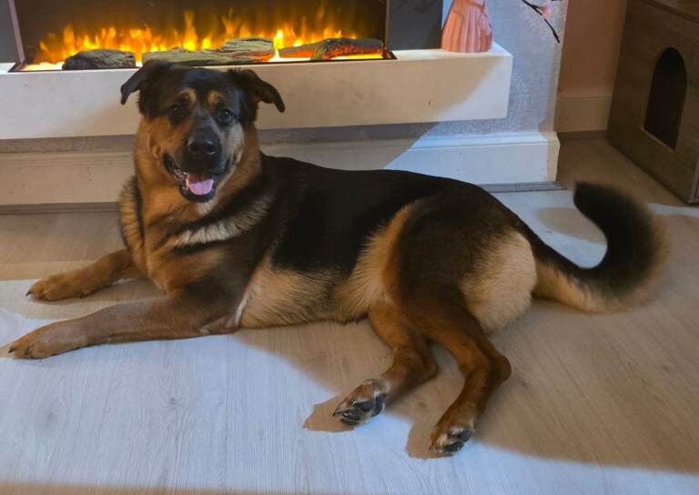 German Shepherd Puppies For Sale