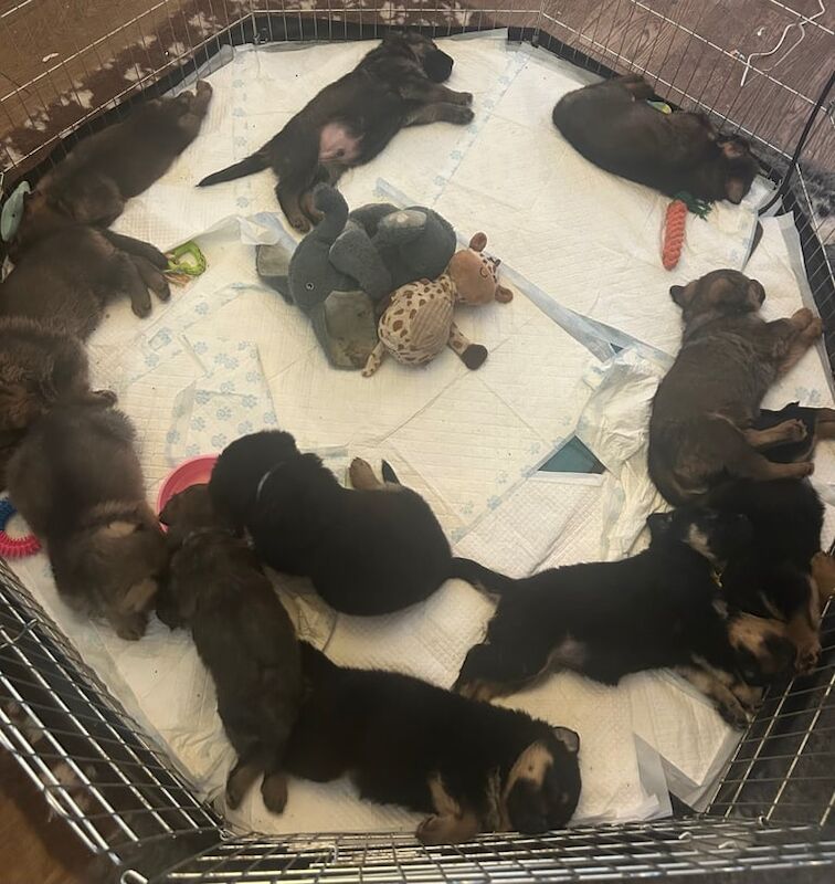 German shepherd x Rottweiler pups for sale in Crumlin, County Antrim - Image 1