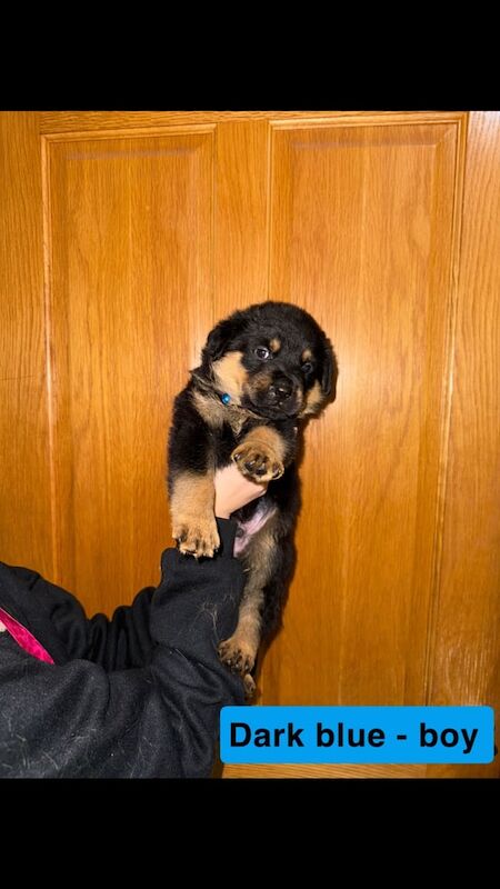 German shepherd x Rottweiler pups for sale in Crumlin, County Antrim - Image 2
