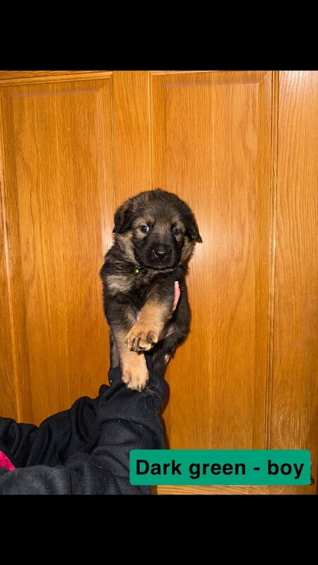 German shepherd x Rottweiler pups for sale - Image 3 of 3
