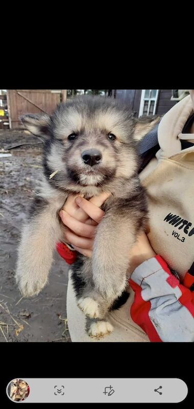 German Shepherd puppies for sale in Kinross, Perth and Kinross – 7 weeks old