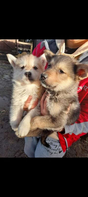 German shepherd x siberian husky puppies - Image 2 of 5