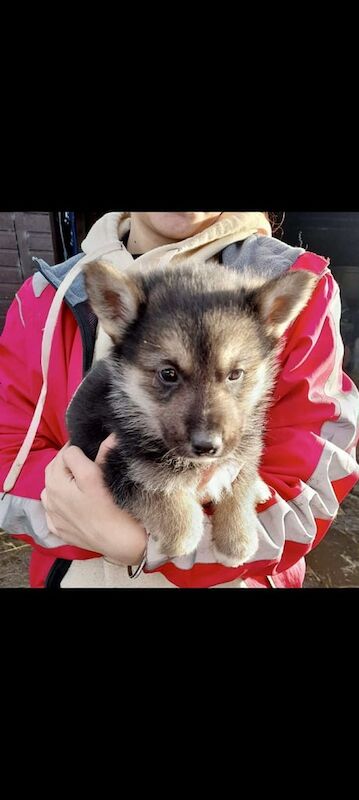 German shepherd x siberian husky puppies - Image 3 of 5