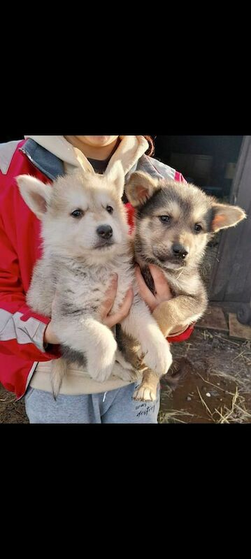 German shepherd x siberian husky puppies - Image 4 of 5
