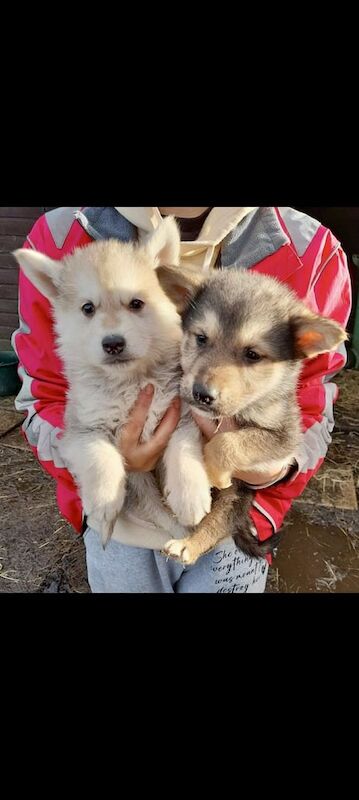 German shepherd x siberian husky puppies - Image 5 of 5