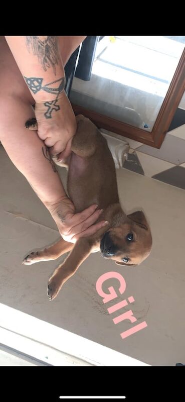 German Shepherd puppies for sale in Walsall, West Midlands – 5 weeks old