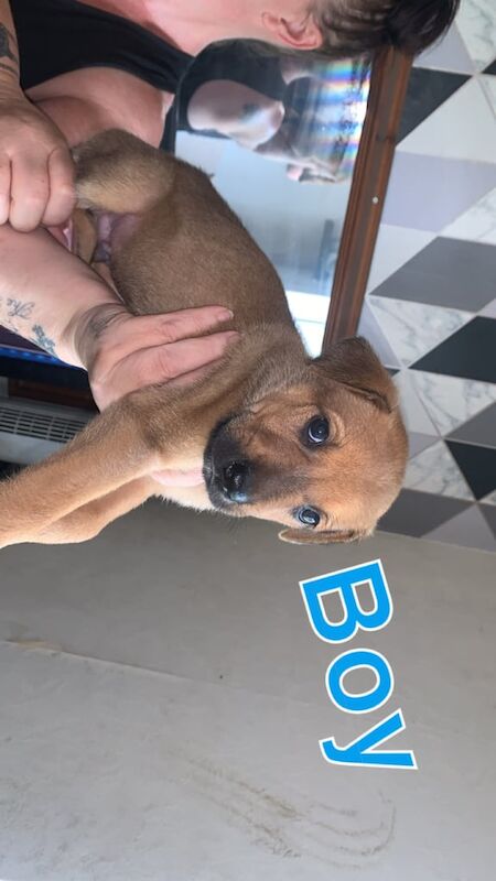 German Shepherd puppies for sale in Walsall, West Midlands – 5 months old - Image 3 of 3