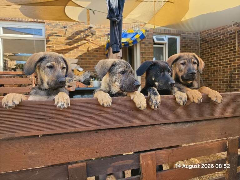 German Shepherd,Australian Kelpie Puppies