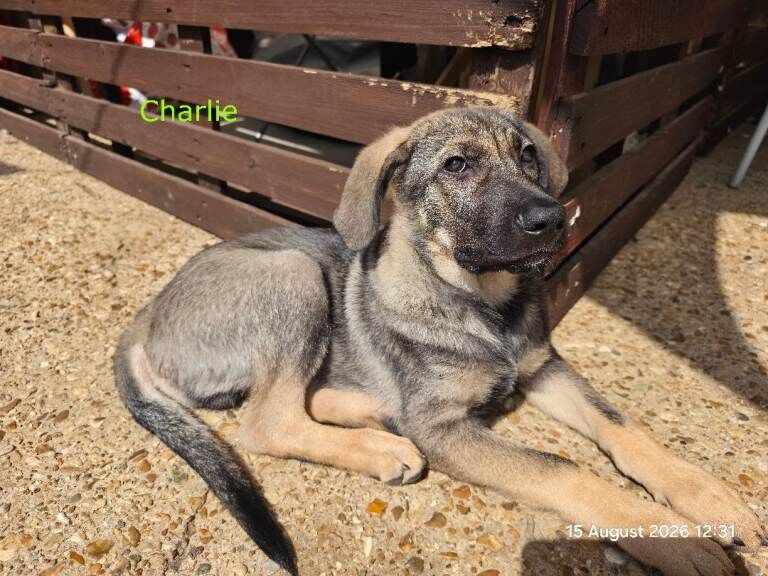 German Shepherd,Australian Kelpie Puppies - Image 3 of 3