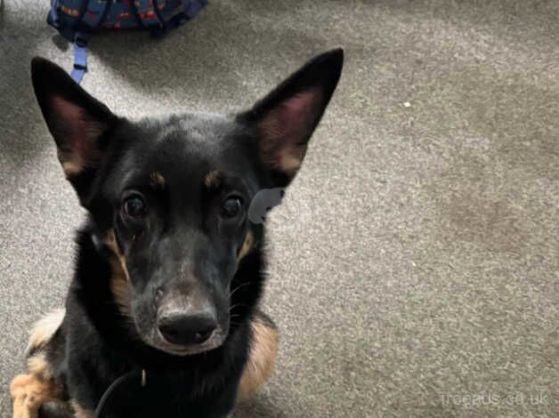 German Shepherd puppies for sale in Norwich, Norfolk – 5 years old - Image 1 of 1