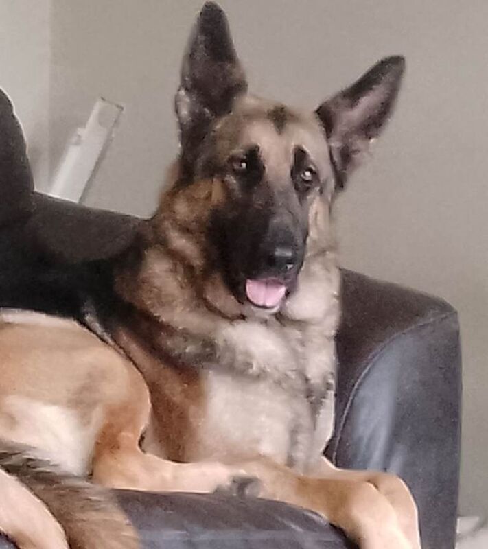 German Shepherd puppies for sale in Bradford, West Yorkshire – 1 year old