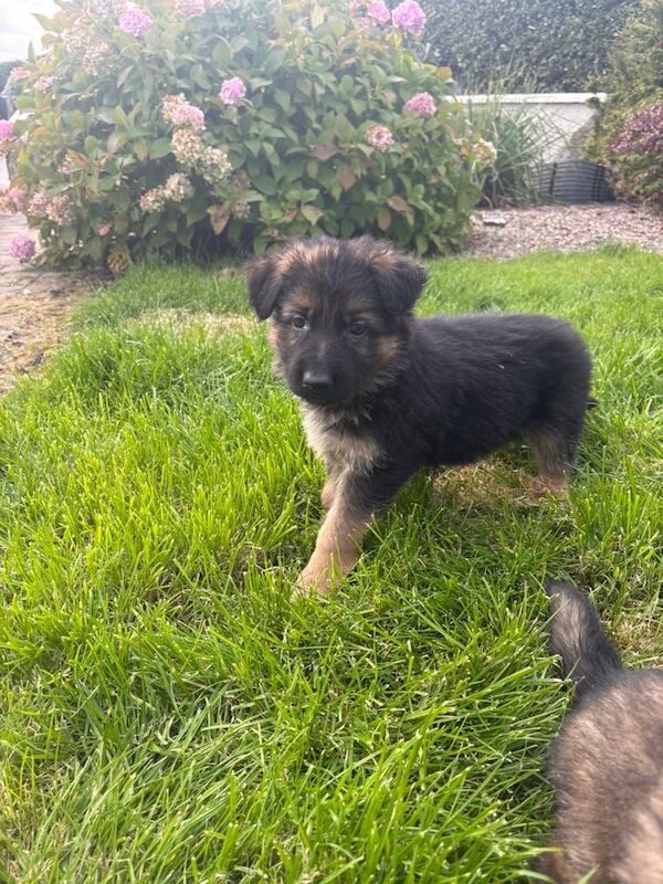 German Shepherd puppies for sale in Omagh, County Tyrone – 8 weeks old