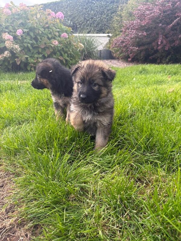German Shepherd puppies for sale in Omagh, County Tyrone – 8 weeks old - Image 2 of 3