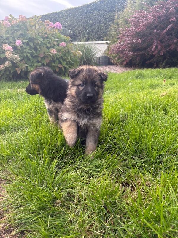 German Shepherd puppies for sale in Omagh, County Tyrone – 8 weeks old - Image 3 of 3