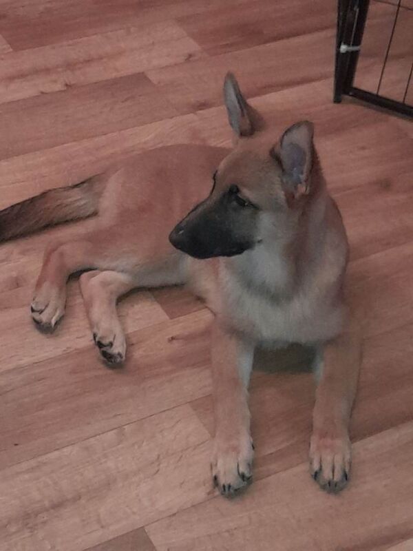 German Shepherd puppies for sale in Maesteg, Rhondda Cynon Taf – 3 months old - Image 3 of 3