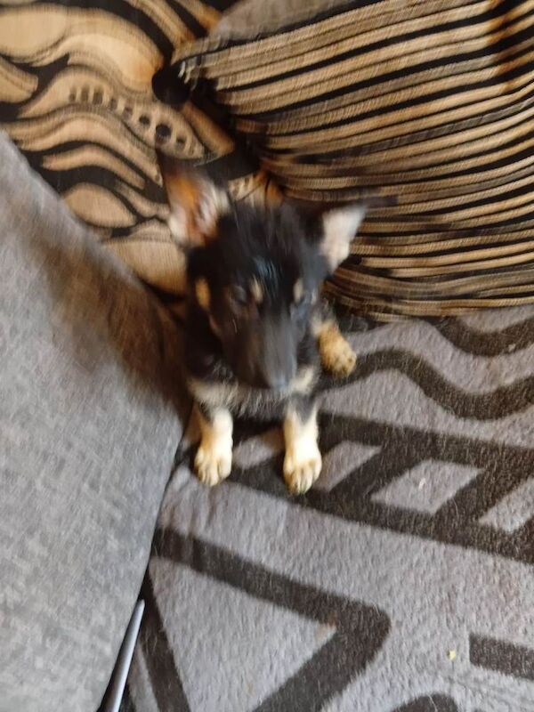 German shepherds