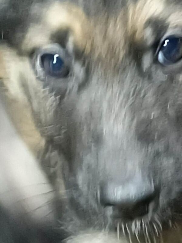 German shepherds - Image 3 of 5