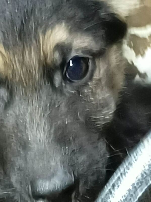 German shepherds - Image 4 of 5