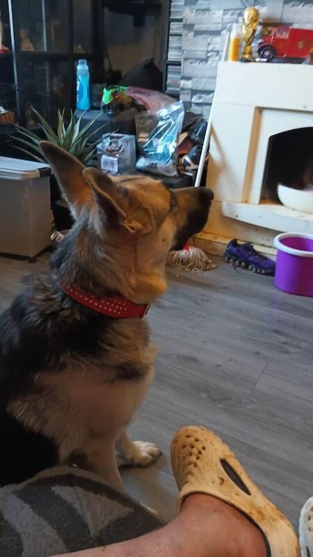 German shepherds - Image 5 of 5