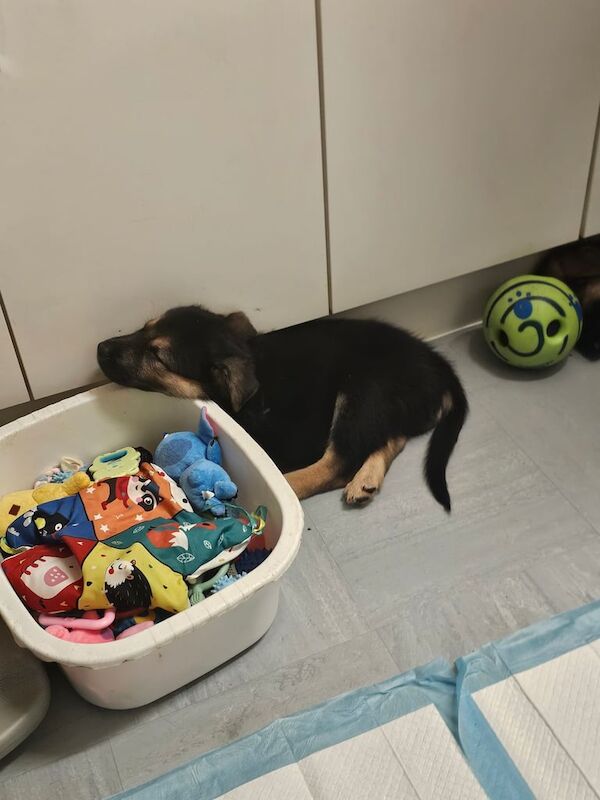 German Shepherd puppies for sale in Wisbech, Cambridgeshire – 7 weeks old