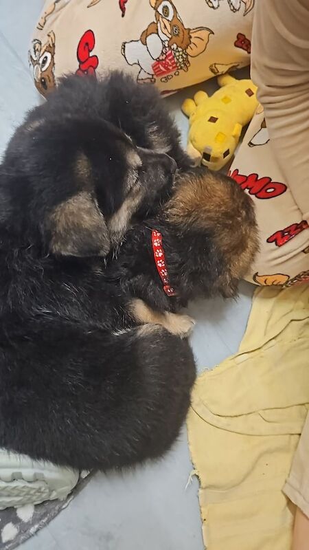 German Shepherds Boy - Image 2 of 3