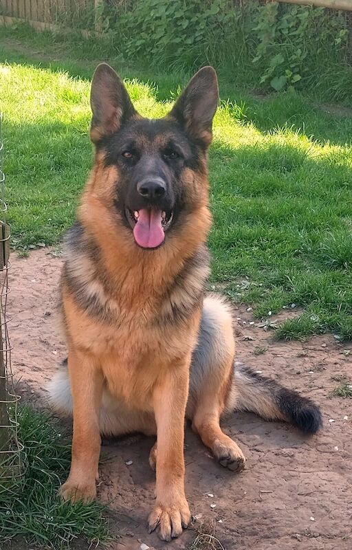 German Shepherd puppies for sale in Wisbech, Cambridgeshire – KC registered, 1 year old